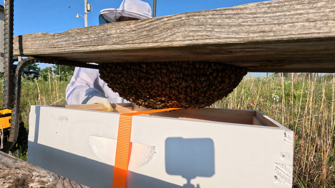 Growth Strategy: Swarm Catching!