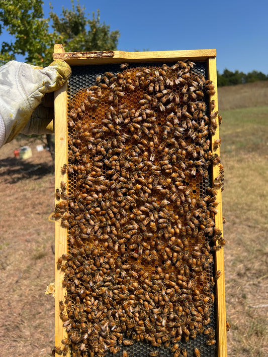 beautiful frame of pollen from beehive