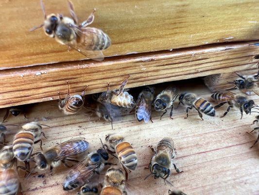 bees excreting wax from glands on their abdomen