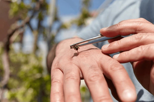 Apitherapy Live Bees—Existing Customers